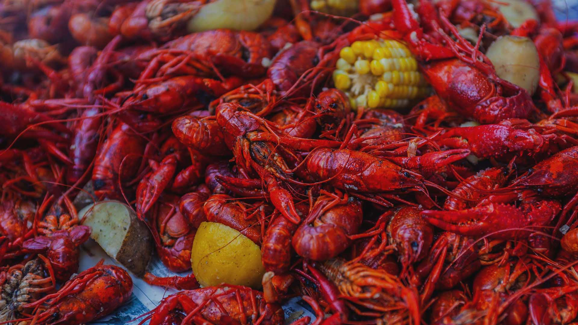 Close up of freshly cooked crawfish, potatoes, and corn